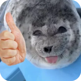 Telegram sticker 👍 тюленннн🦭🦭