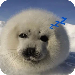 Telegram sticker 💤 тюленннн🦭🦭