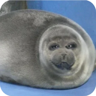 Telegram sticker 🦭 тюленннн🦭🦭