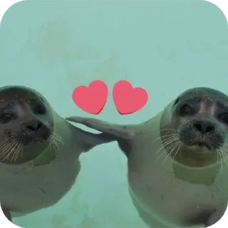 Video sticker ❤ тюленннн🦭🦭