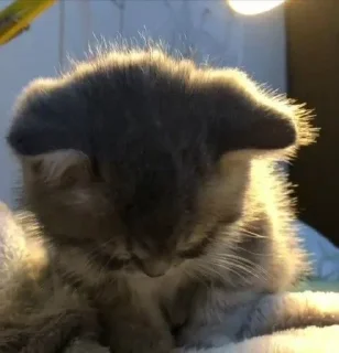 Video sticker 🐈‍⬛ salibog @TgEmodziBot
