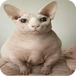 Video sticker 👍 лысыйкот2007