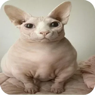 Telegram sticker 👍 лысыйкот2007