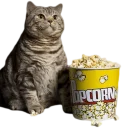 Video sticker 🍿 Эти ебучие коты (часть 2)