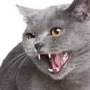 Video sticker 😄 Эти ебучие коты (часть 2)