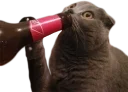 Sticker 🍺 Эти ебучие коты (часть 2)
