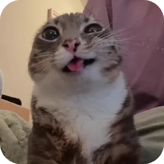 Video sticker 🐱 nam