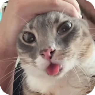 Telegram sticker 🐱 nam