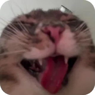 Telegram sticker 👄 nam