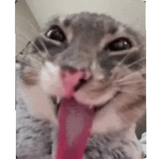 Video sticker 👍 nam