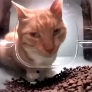 Video sticker 😏 Крутой циск