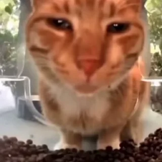 Video sticker 👀 Крутой циск