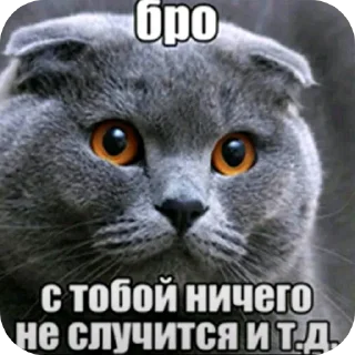 Telegram sticker 🐱 Tiktok comment memes 1 by @shablon_video