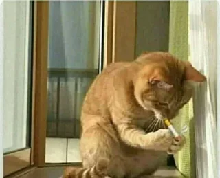 Video sticker 🙈 @kanekihellx Kang Pack 1