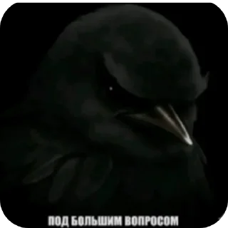 Video sticker 🎩 Птицы