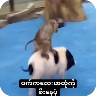 Video sticker 🇺🇦 ဖာသည်မဆိုယူသုံးပါ