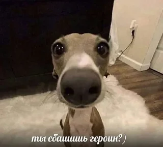 Telegram stiker 🧐 stickers saharovv💘