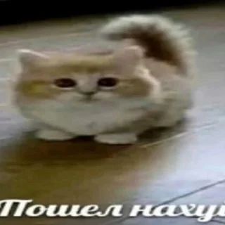 Video sticker 😡 stickers saharovv💘