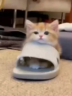 Video sticker 😉 Eddie's Pack 🗿🗿