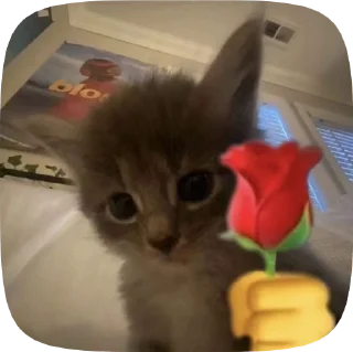 Video sticker 🌹 котики