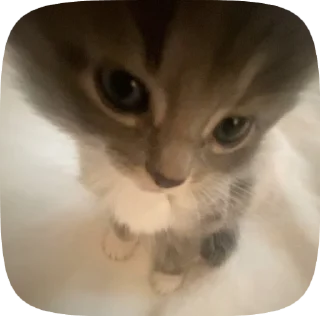 Video sticker 🧐 котики