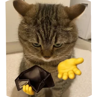 Telegram sticker 🐱 Karser Reacts🧡!