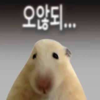 Video sticker 👍 @KakaoEmoji 엉뚱이 햄스터