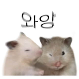 Telegram sticker 👍 @KakaoEmoji 엉뚱이 햄스터