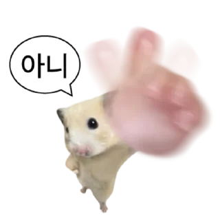 Video sticker 👍 @KakaoEmoji 엉뚱이 햄스터
