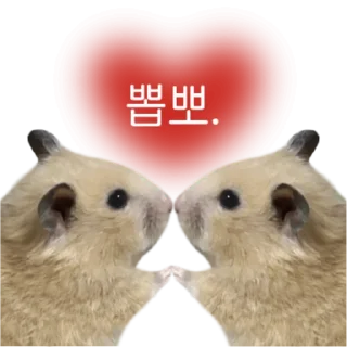 Video sticker 👍 @KakaoEmoji 엉뚱이 햄스터