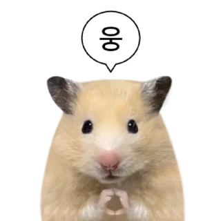 Sticker 👍 @KakaoEmoji 엉뚱이 햄스터