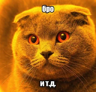 Telegram sticker 🐱 Бро и т.д. :: @fStikBot