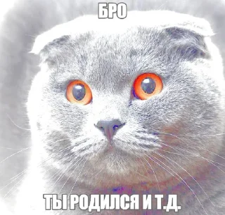 Video sticker 🐱 Бро и т.д. :: @fStikBot