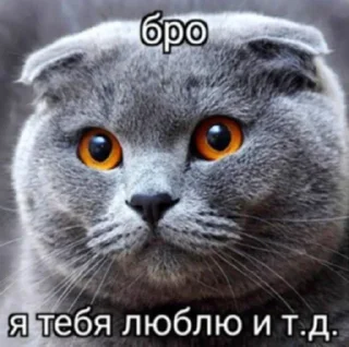 Telegram sticker 🐱 Бро и т.д. :: @fStikBot