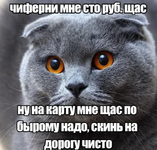 Telegram sticker 🐱 Бро и т.д. :: @fStikBot