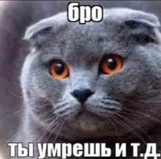 Sticker 🐱 Бро и т.д. :: @fStikBot