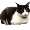 Sticker 🐈‍⬛ 🍵 чайная церемония @troubledyoutth