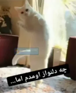 Telegram stiker 🕺 @AniPackBot | استیکرساز😍