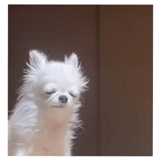 Telegram sticker 🐶 Yah yah yah 2 @OurCrazyChanel