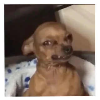 Telegram sticker 😶 Yah yah yah 2 @OurCrazyChanel