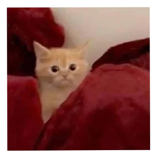 Telegram sticker 😶 Yah yah yah 2 @OurCrazyChanel