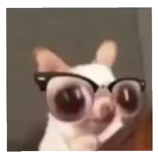 Video sticker 🤓 Yah yah yah 2 @OurCrazyChanel