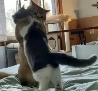 Telegram sticker 🫂 Sherlock 1 :: @SherCats