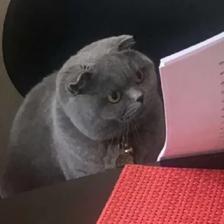 Video sticker 🤔 Sherlock 1 :: @SherCats