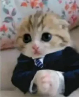 Telegram sticker 😳 Sherlock 1 :: @SherCats