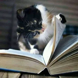 Sticker 🤔 Sherlock 1 :: @SherCats