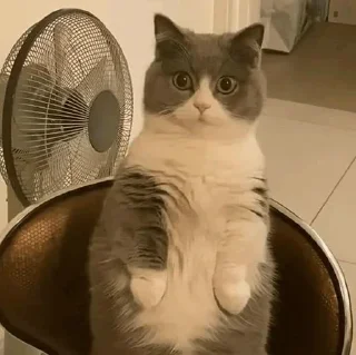 Video sticker 😮 Sherlock 1 :: @SherCats