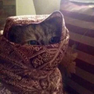 Video sticker 🙈 Sherlock 1 :: @SherCats