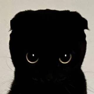 Video sticker 🥹 cursed kittens  @satori_666