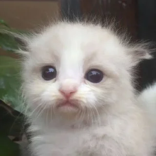 Sticker 🌟 cursed kittens  @satori_666